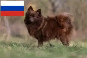 Scopri di più sull'articolo Allevatori di Spitz e cuccioli in Russia