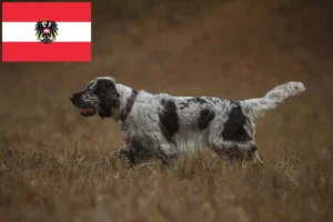 Scopri di più sull'articolo Allevatori di Springer Spaniel Inglese e cuccioli in Austria