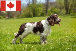 Scopri di più sull'articolo Allevatori di Springer Spaniel Inglese e cuccioli in Canada