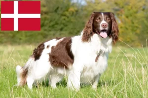 Scopri di più sull'articolo Allevatori di Springer Spaniel Inglese e cuccioli in Danimarca