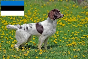 Scopri di più sull'articolo Allevatori e cuccioli di Springer Spaniel Inglese in Estonia