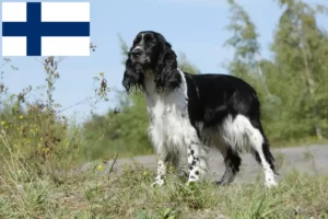 Scopri di più sull'articolo Allevatori di Springer Spaniel Inglese e cuccioli in Finlandia