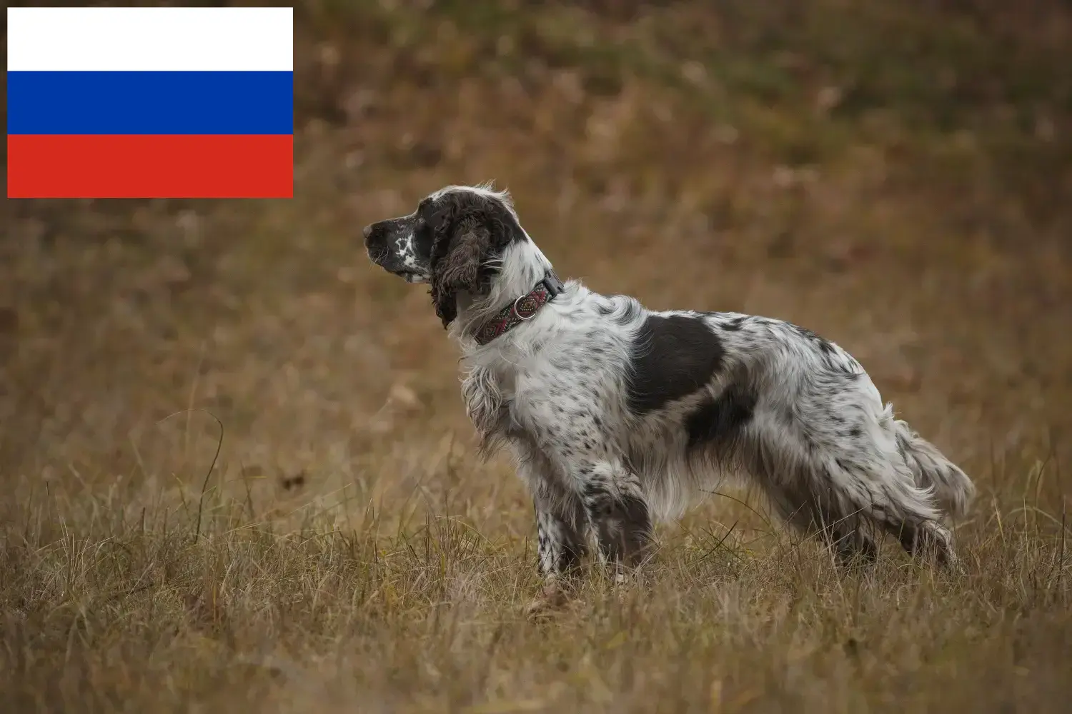 Scopri di più sull'articolo Allevatori di Springer Spaniel Inglese e cuccioli in Russia