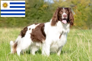 Scopri di più sull'articolo Allevatori di Springer Spaniel Inglese e cuccioli in Uruguay