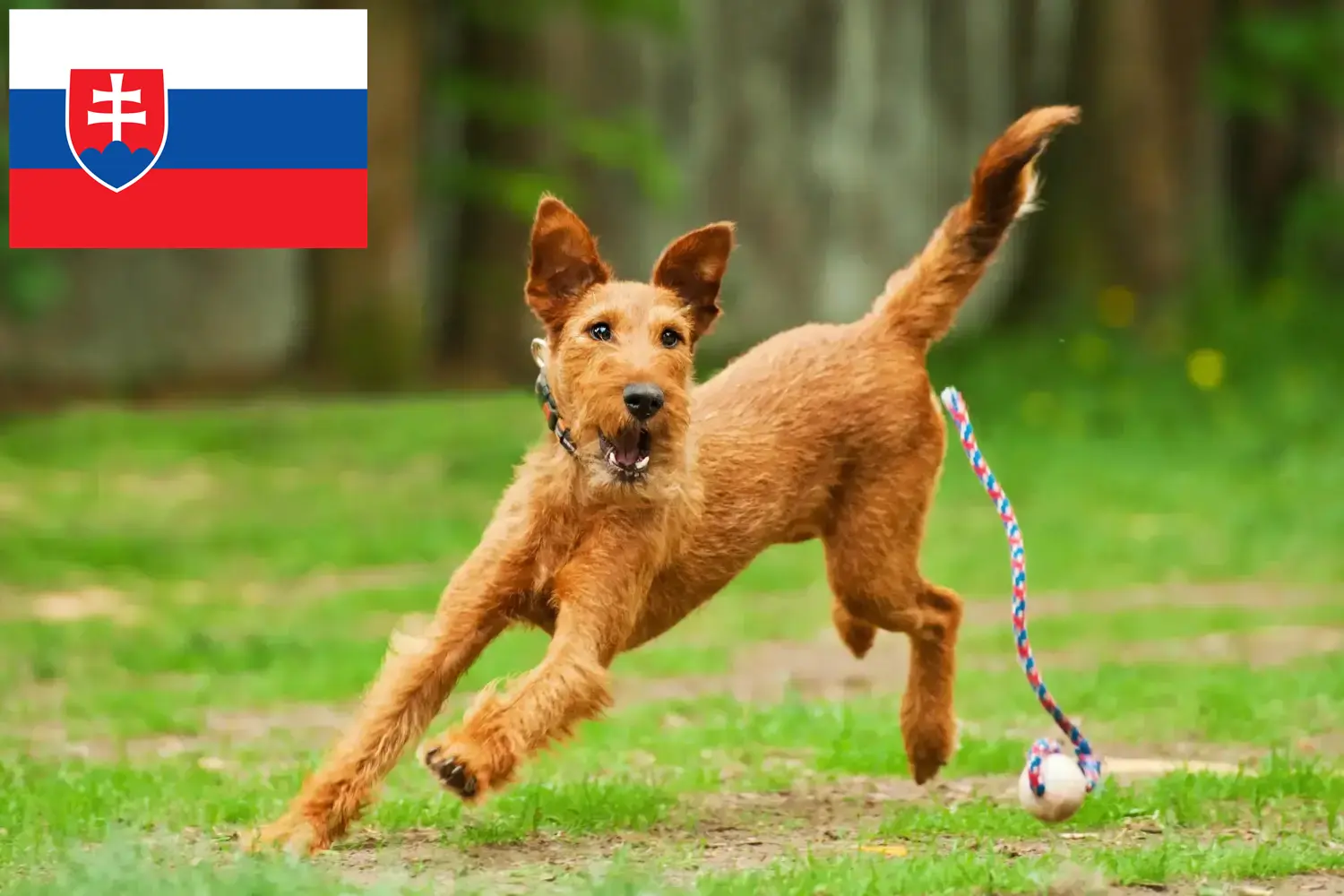 Scopri di più sull'articolo Allevatori e cuccioli di Irish Terrier in Slovacchia