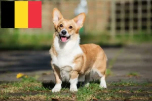 Scopri di più sull'articolo Allevatori e cuccioli di Welsh Corgi in Belgio