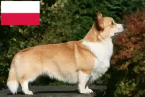 Scopri di più sull'articolo Allevatori di Welsh Corgi e cuccioli in Polonia