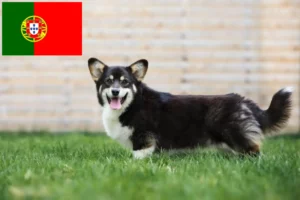 Scopri di più sull'articolo Allevatori e cuccioli di Welsh Corgi in Portogallo