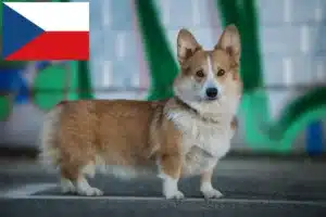 Scopri di più sull'articolo Allevatori di Welsh Corgi e cuccioli in Repubblica Ceca