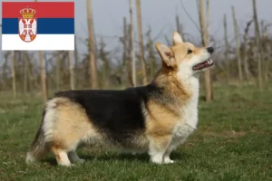 Scopri di più sull'articolo Allevatori di Welsh Corgi e cuccioli in Serbia