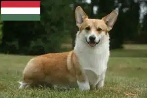 Scopri di più sull'articolo Allevatori e cuccioli di Welsh Corgi in Ungheria