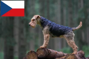 Scopri di più sull'articolo Allevatori e cuccioli di Welsh Terrier in Repubblica Ceca