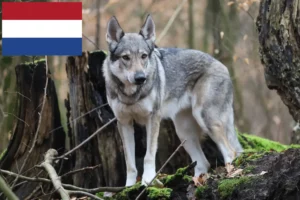 Scopri di più sull'articolo Allevatori di cani lupo cecoslovacchi e cuccioli nei Paesi Bassi