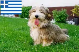 Scopri di più sull'articolo Allevatori e cuccioli di Havanese in Grecia