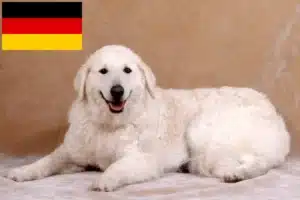 Scopri di più sull'articolo Allevatori e cuccioli di Kuvasz in Germania