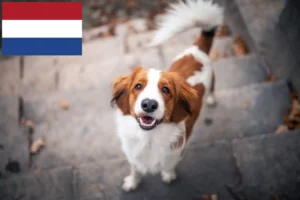 Scopri di più sull'articolo Allevatori di Kooikerhondje e cuccioli in Olanda