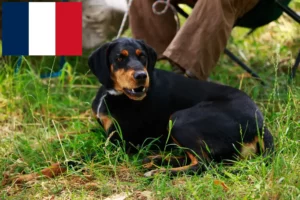 Scopri di più sull'articolo Allevatori di Slovenský kopov e cuccioli in Francia