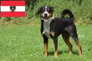 Scopri di più sull'articolo Allevatori e cuccioli di cani da montagna dell’Appenzello in Austria