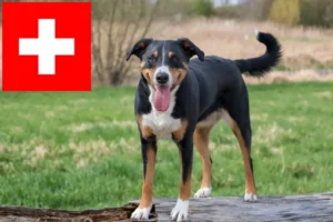 Scopri di più sull'articolo Allevatori e cuccioli di Appenzell Mountain Dog in Svizzera