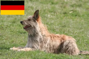 Scopri di più sull'articolo Allevatori e cuccioli di Berger de Picardie in Germania