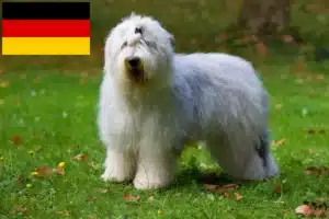 Scopri di più sull'articolo Allevatori di Bobtail e cuccioli in Germania