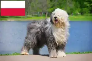 Scopri di più sull'articolo Allevatori di Bobtail e cuccioli in Polonia