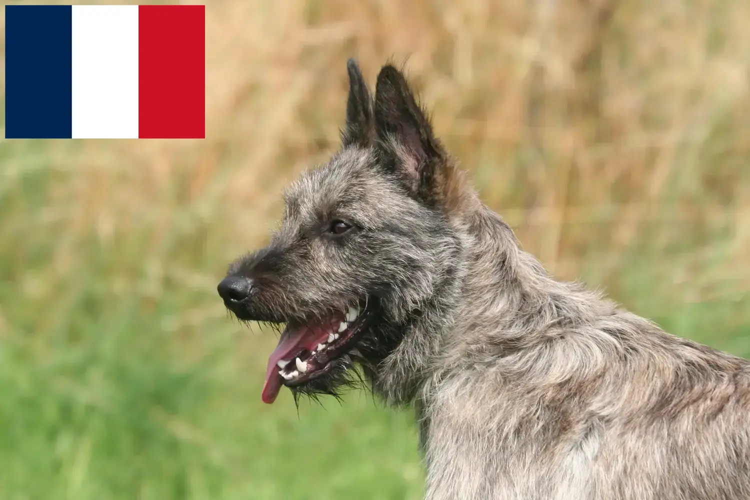 Scopri di più sull'articolo Allevatori di Bouvier des Ardennes e cuccioli in Francia