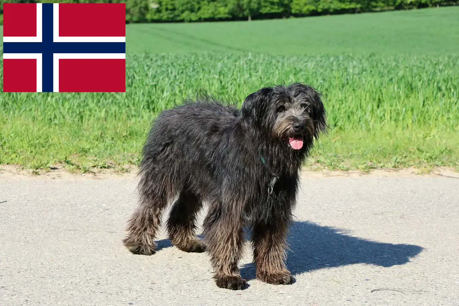 Scopri di più sull'articolo Allevatori di Bouvier des Flandres e cuccioli in Norvegia