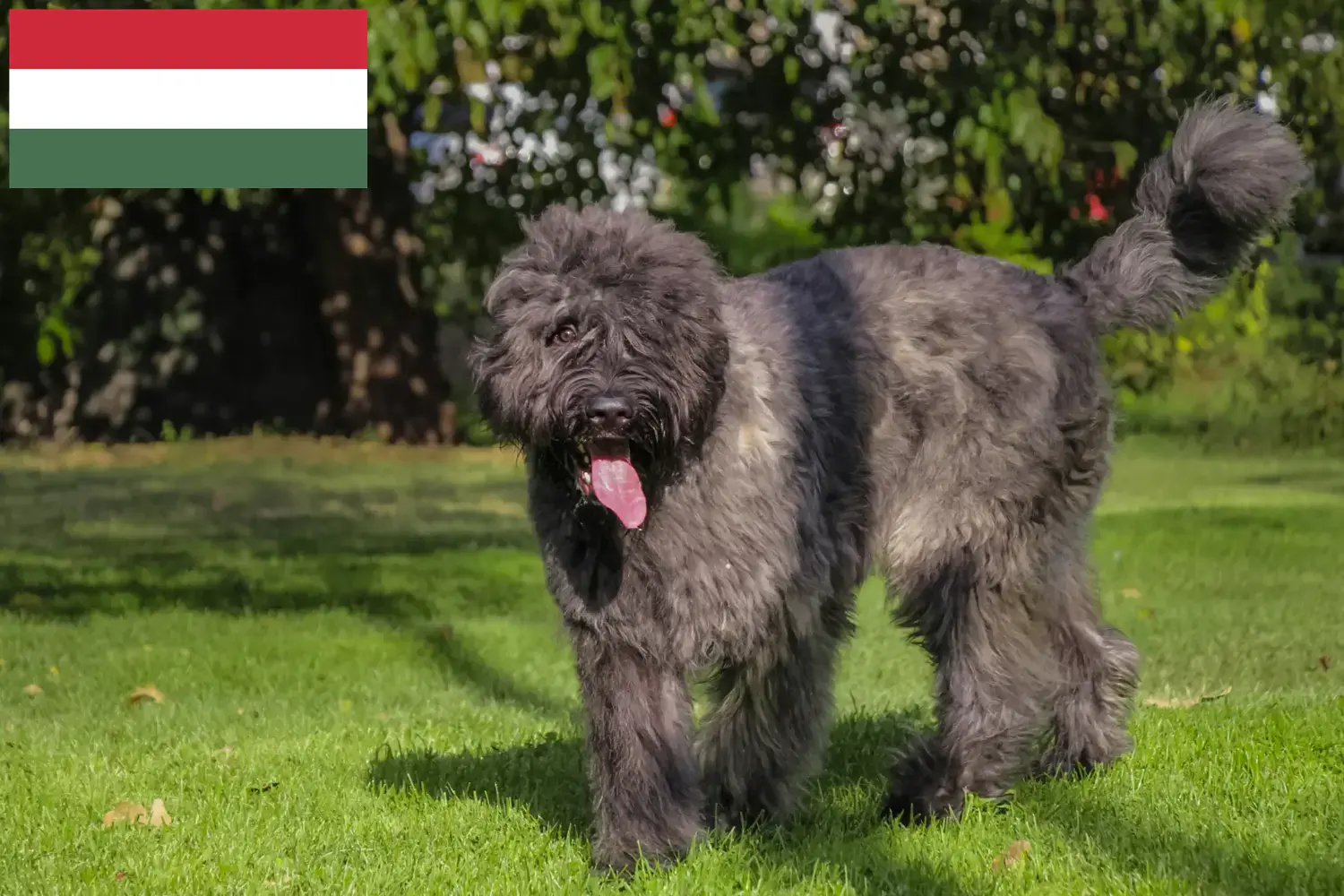 Scopri di più sull'articolo Allevatori di Bouvier des Flandres e cuccioli in Ungheria