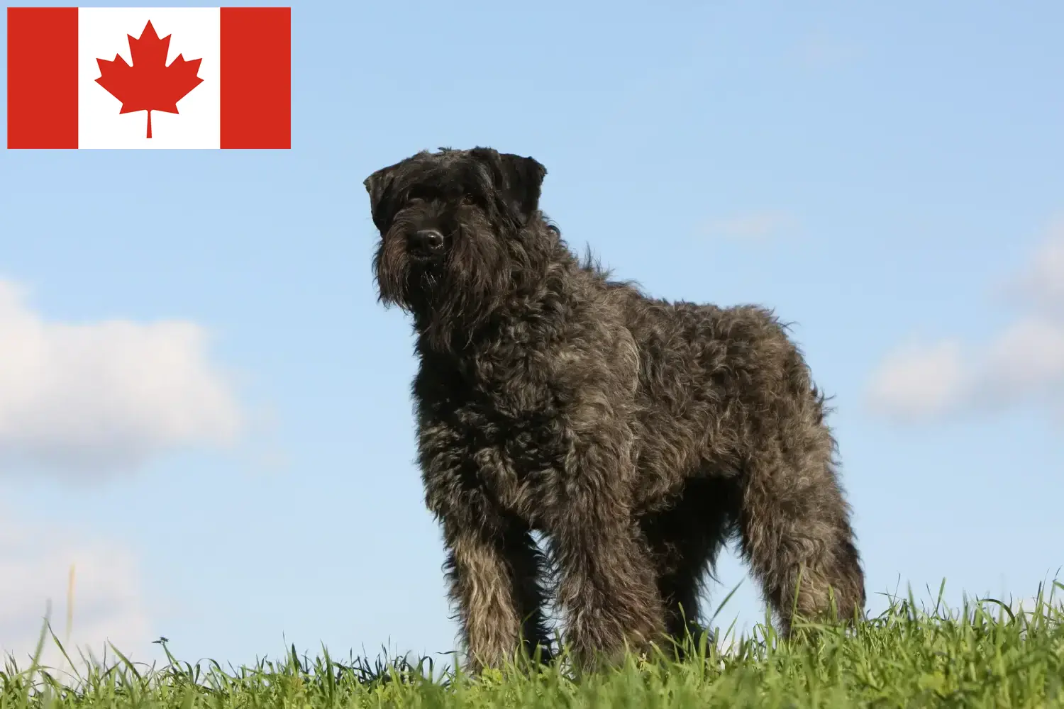 Scopri di più sull'articolo Allevatori di Bouvier des Flandres e cuccioli in Canada