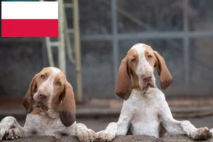 Scopri di più sull'articolo Allevatori di Bracco Italiano e cuccioli in Polonia