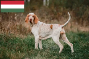 Scopri di più sull'articolo Allevatori e cuccioli di Bracco Italiano in Ungheria