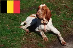 Scopri di più sull'articolo Allevatori di Bracco Italiano e cuccioli in Belgio