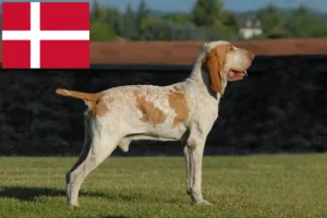 Scopri di più sull'articolo Allevatori di Bracco Italiano e cuccioli in Danimarca