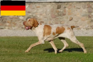 Scopri di più sull'articolo Allevatori e cuccioli di Bracco Italiano in Germania
