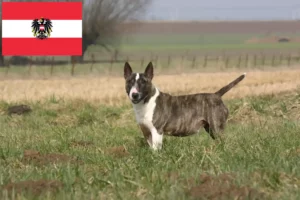 Scopri di più sull'articolo Allevatori di Bull Terrier e cuccioli in Austria