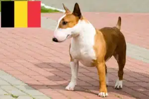 Scopri di più sull'articolo Allevatori di Bull Terrier e cuccioli in Belgio