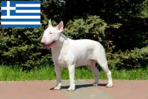 Scopri di più sull'articolo Allevatori di Bull Terrier e cuccioli in Grecia