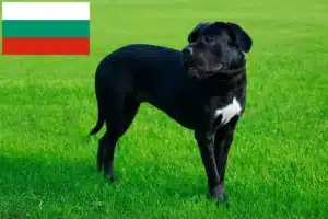Scopri di più sull'articolo Allevatori e cuccioli di Cane Corso Italiano in Bulgaria