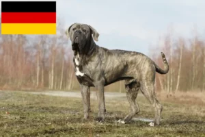 Scopri di più sull'articolo Allevatori di Cane Corso Italiano e cuccioli in Germania