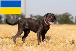 Scopri di più sull'articolo Allevatori di Cane Corso Italiano e cuccioli in Ucraina