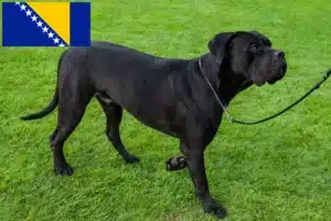 Scopri di più sull'articolo Allevamenti e cuccioli di Cane Corso Italiano in Bosnia-Erzegovina