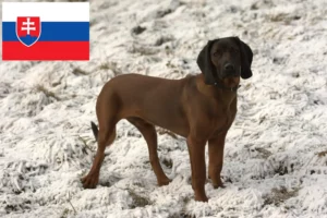 Scopri di più sull'articolo Allevatori e cuccioli di Segugio Bavarese in Slovacchia
