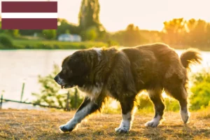 Scopri di più sull'articolo Allevatore di cani da pastore del Caucaso e cuccioli in Lettonia