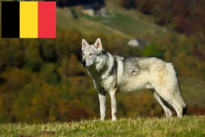Scopri di più sull'articolo Allevatori di cani lupo cecoslovacchi e cuccioli in Belgio