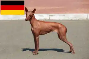 Scopri di più sull'articolo Allevatore di cani senza pelo peruviani e cuccioli in Germania