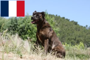 Scopri di più sull'articolo Allevatori e cuccioli di Cão Fila de São Miguel in Francia