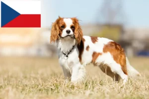 Scopri di più sull'articolo Allevatori di Cavalier King Charles Spaniel e cuccioli in Repubblica Ceca