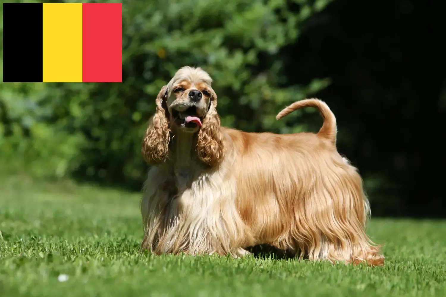 Scopri di più sull'articolo Allevatori di Cocker Spaniel Americano e cuccioli in Belgio