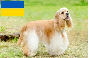 Scopri di più sull'articolo Allevatori di Cocker Spaniel Americani e cuccioli in Ucraina